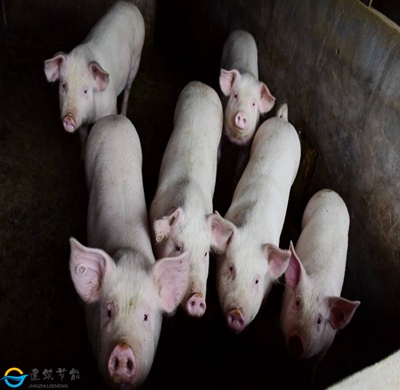 IM电竞养殖猪的特点